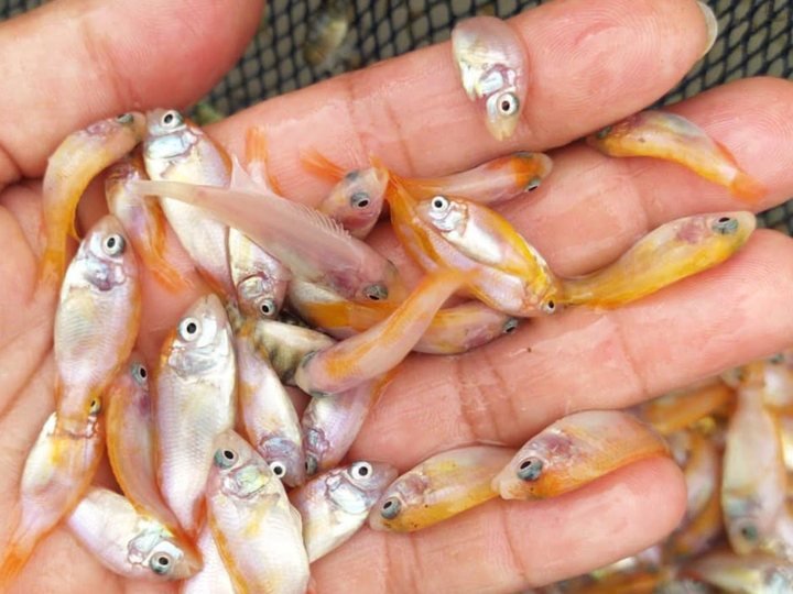 Tilápia Vermelha — Saint Peter